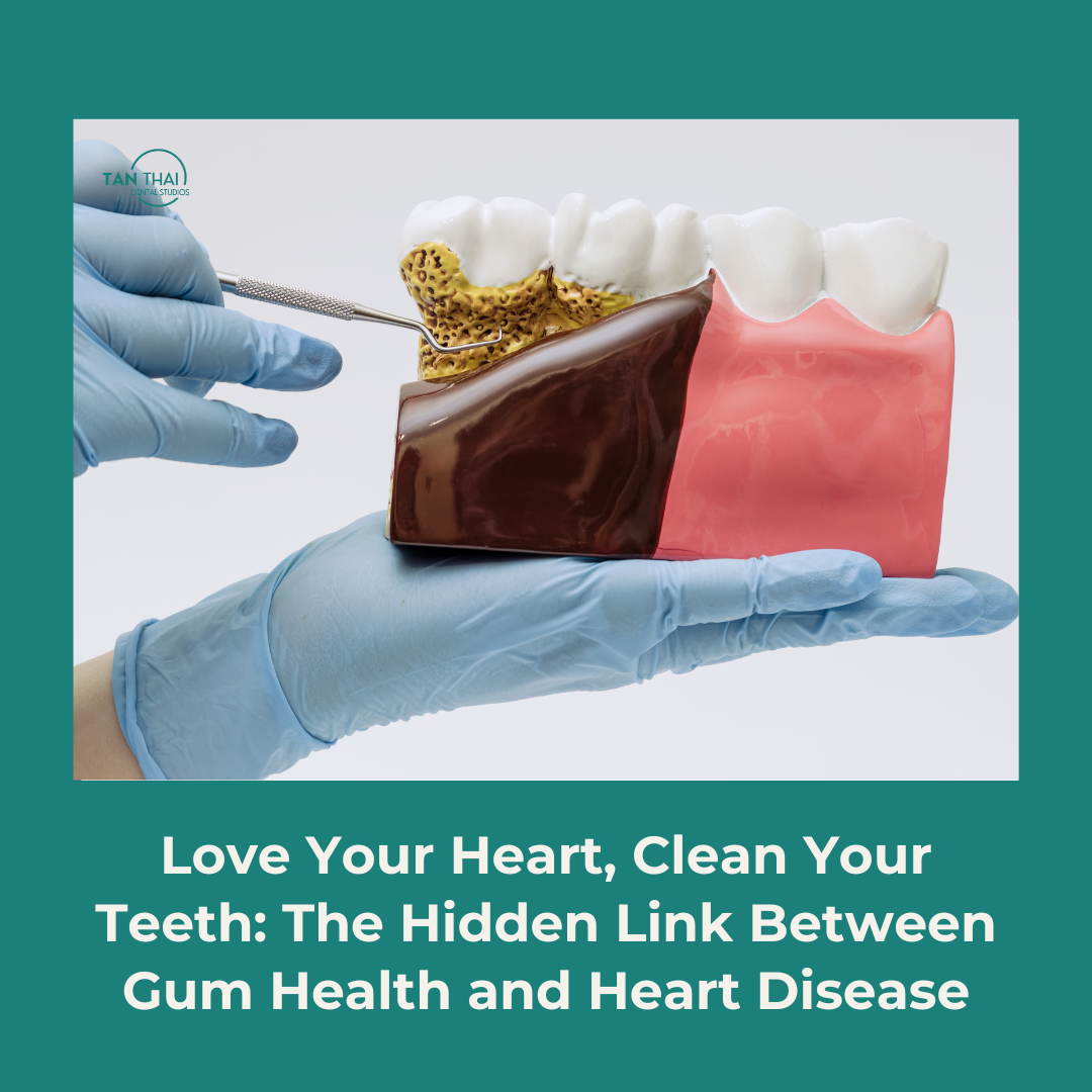 A dental professional at Tan Thai Dental Studios holding a model showing the progression of gum disease and its link to heart health.